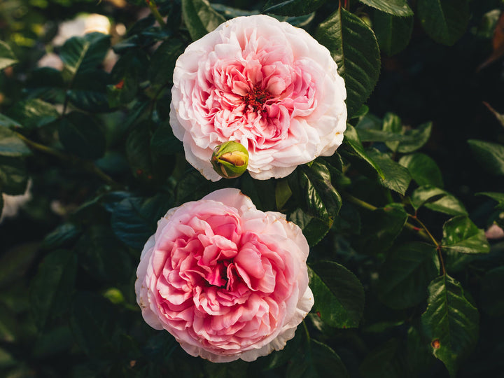 Rue Saint-Honoré™