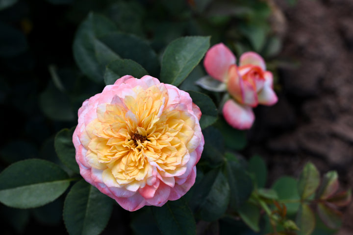 Fleur de Lumière™