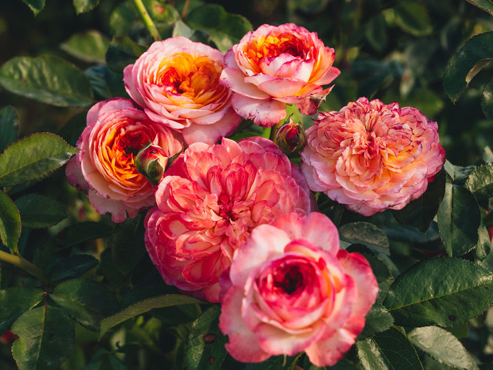 Fleur de Lumière™