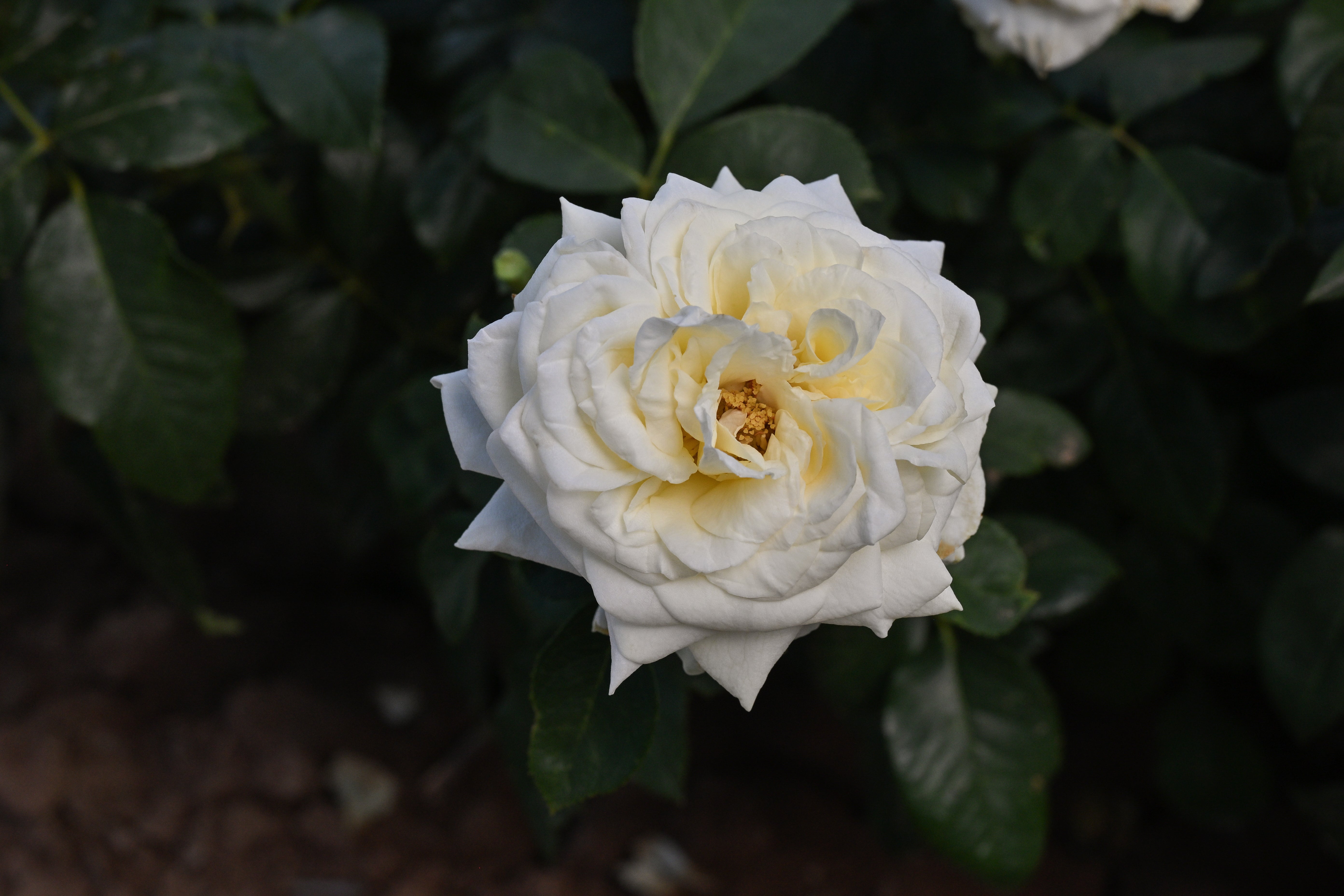 2026 Rose Bush Catalog – April & Ashley