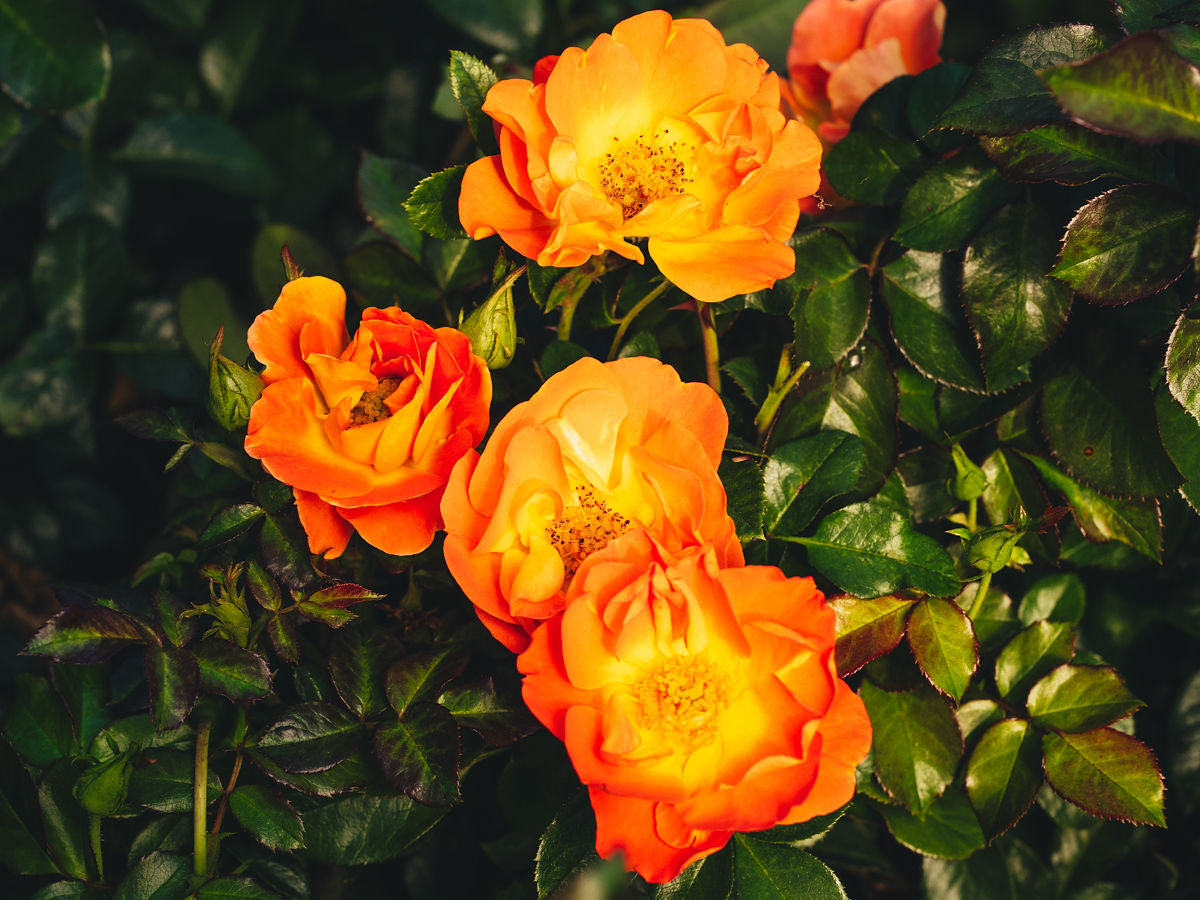 Zone 10 Rose Bush Collection | April & Ashley