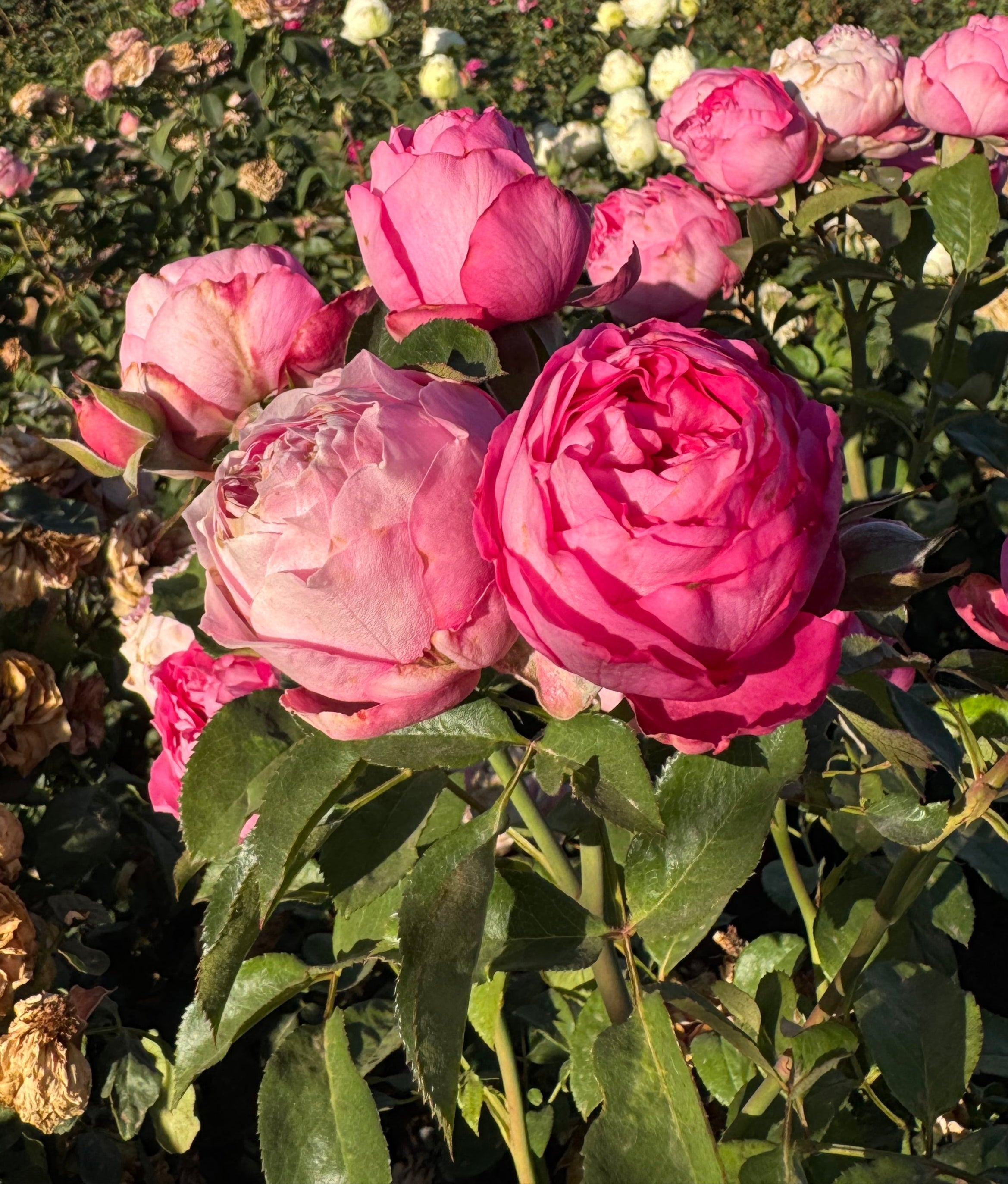 よ*ん様 ❤️開花株❤️BRIAR ROSE同一交配930Ash【ASHWOOD Keira Blush Pink English Rose | David Austin