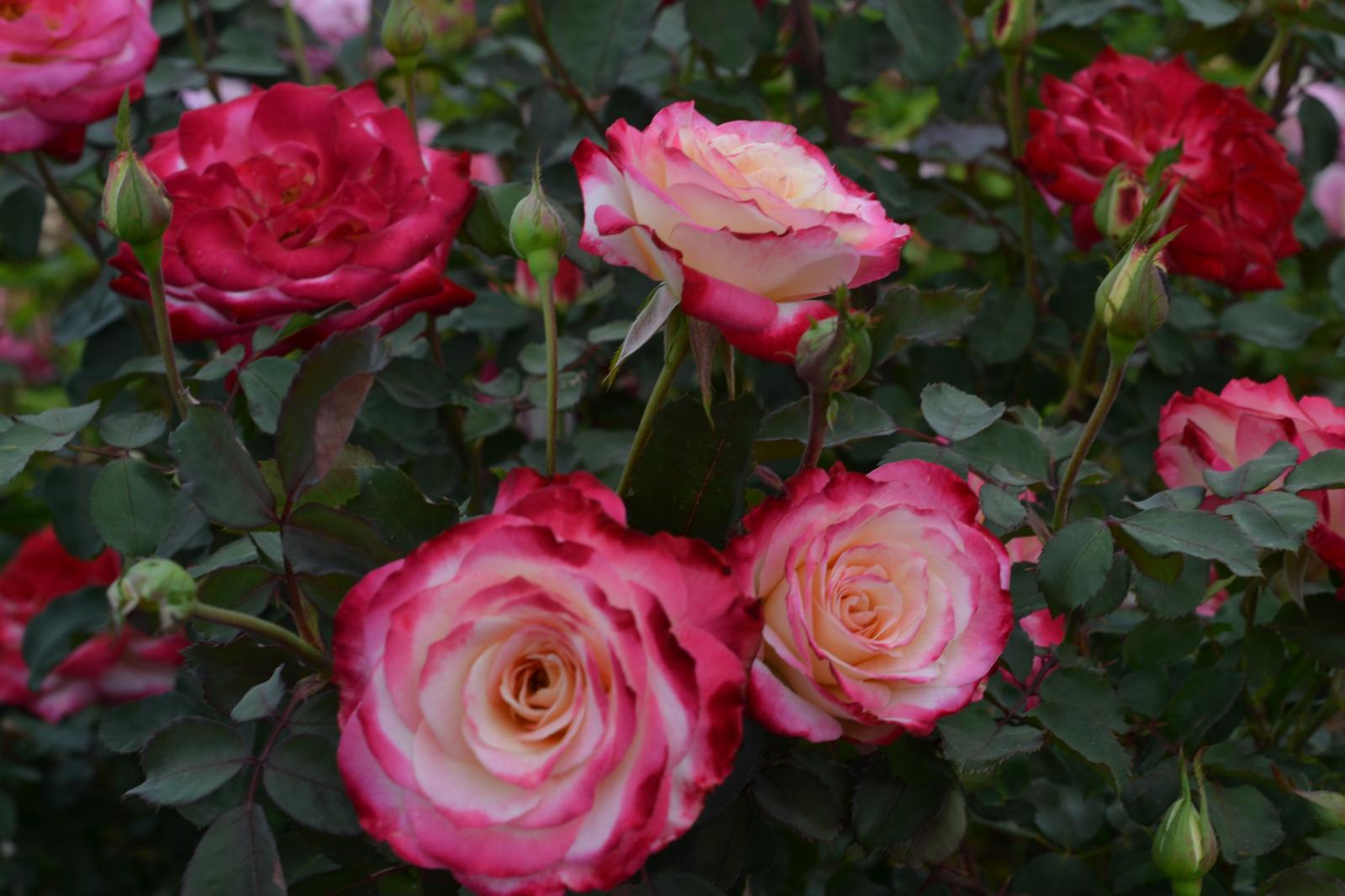 よ*ん様 ❤️開花株❤️BRIAR ROSE同一交配930Ash【ASHWOOD White Rose Bushes – April & Ashley