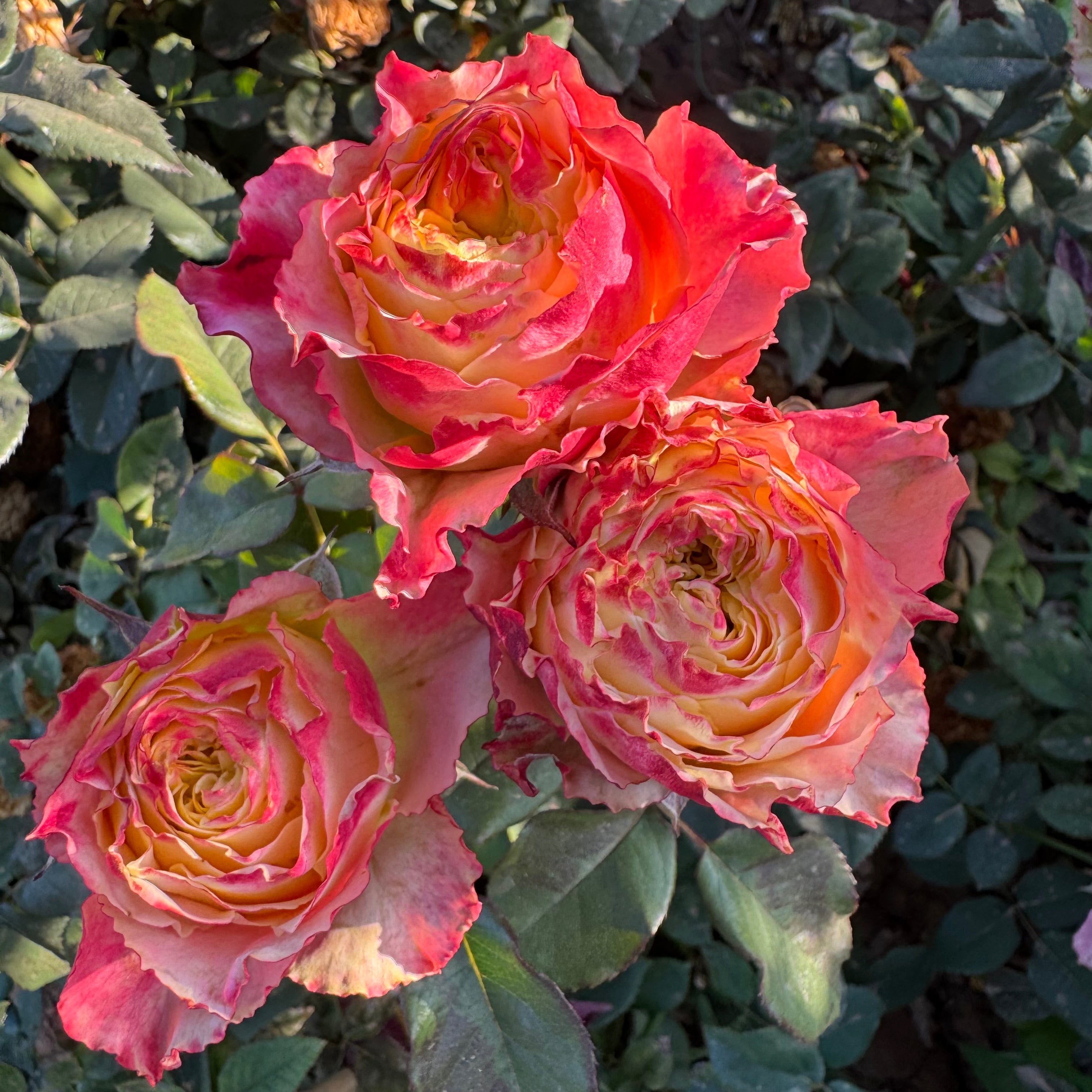 New Releases and Collections | April & Ashley