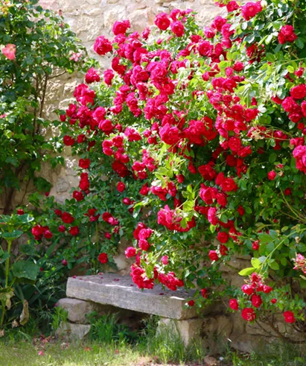 6 Tricks to Keep Roses Blooming All Summer Long, According to Pro Gardeners