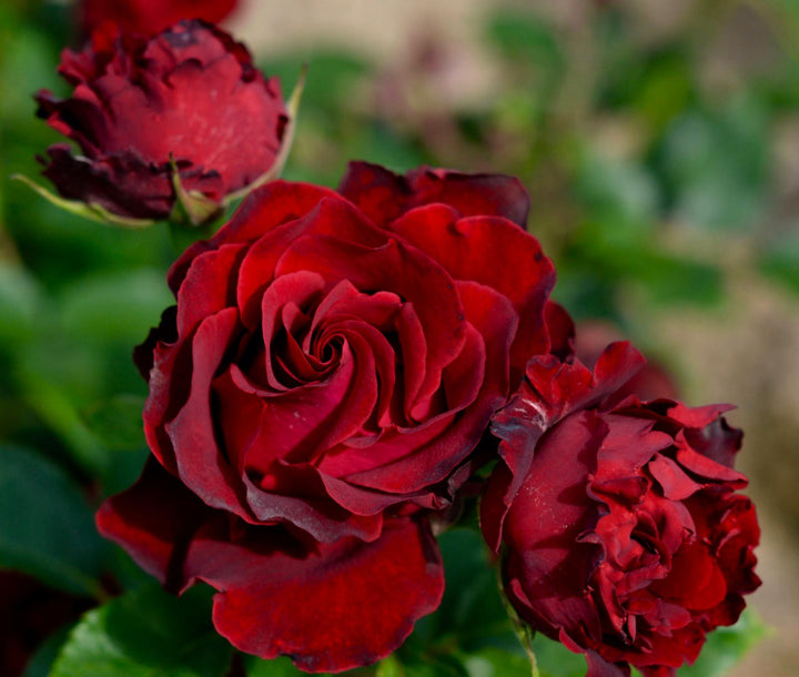 Dancing in the Dark®