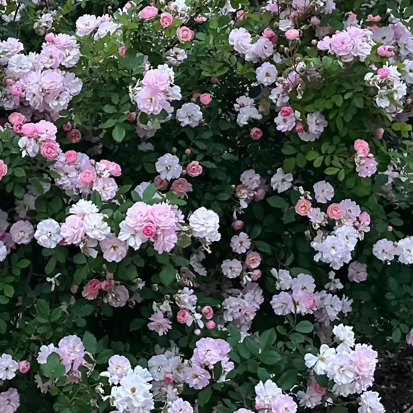 Pink Roses Avril Perfume Breeze™ Soft Pink & White Rose | April & Ashley