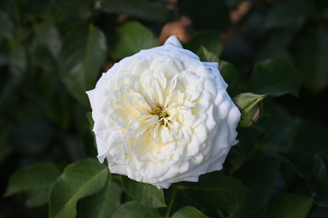 White Rose bloom close up