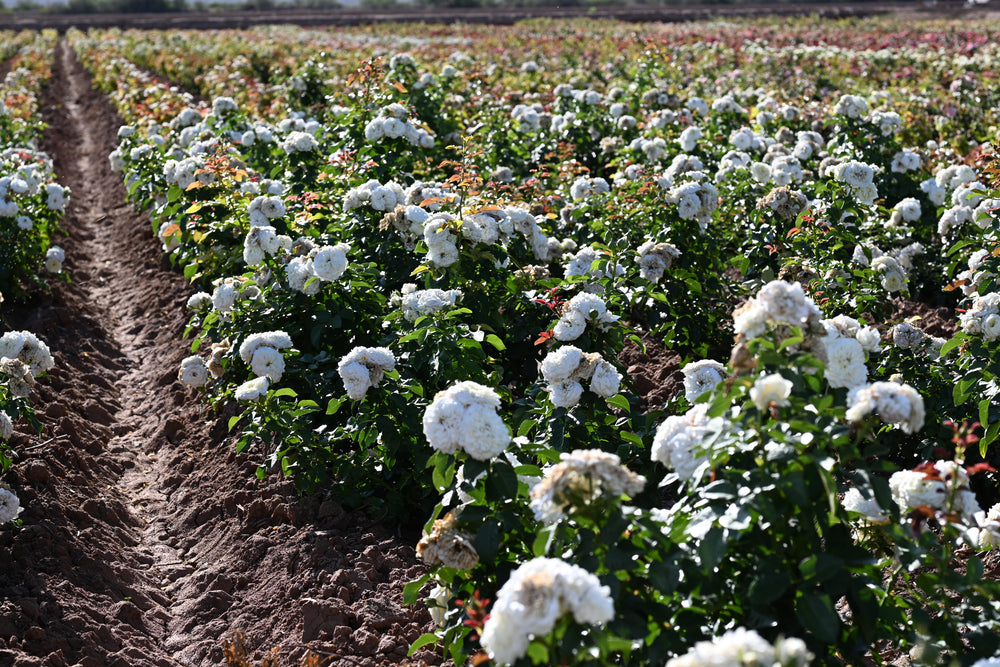 Field of flowering plants with a dirt path running through it