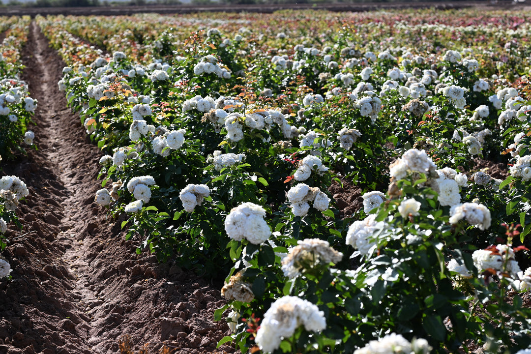 Field of flowering plants with a dirt path running through it