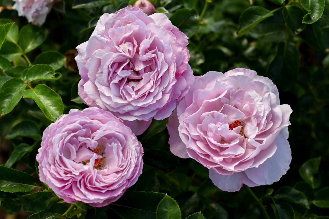 Purple Rose