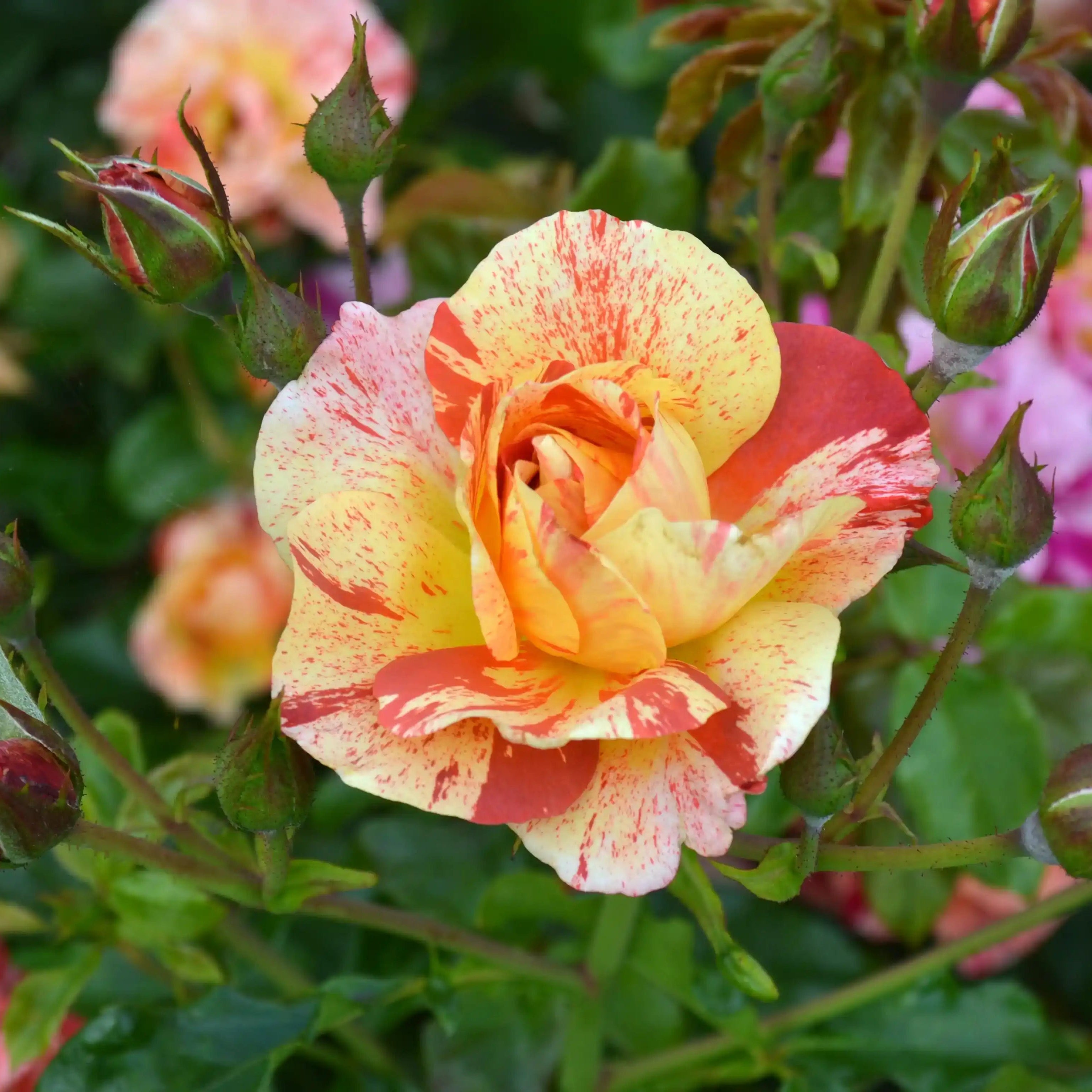 Potted Rose Bush Collection | April & Ashley