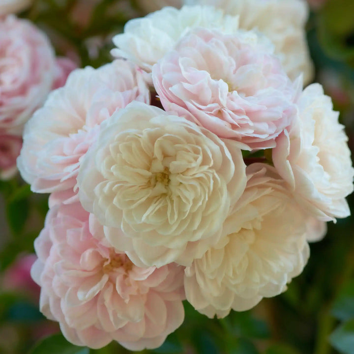 Close-up of Starlet Beauty™ Alina roses