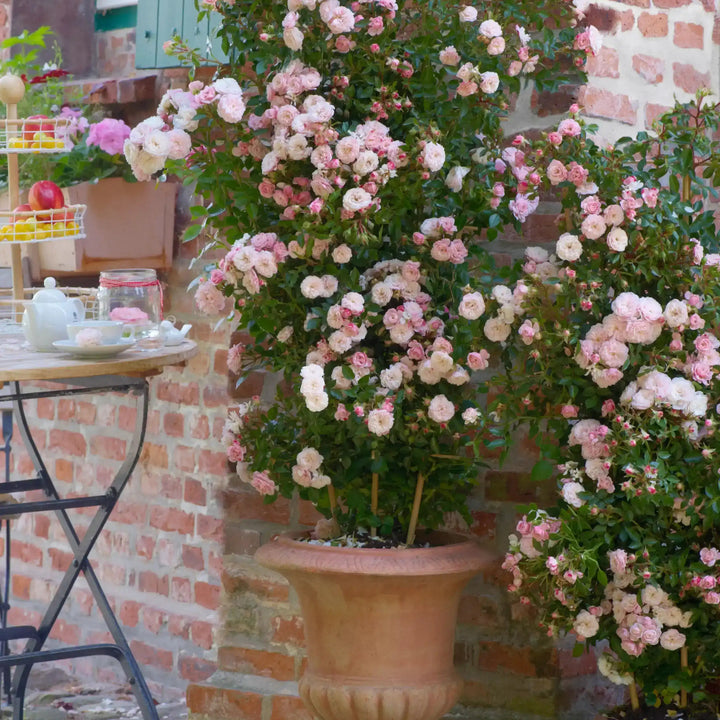 Two large terracotta planters with Starlet Beauty™ Alina roses against a brick wall.