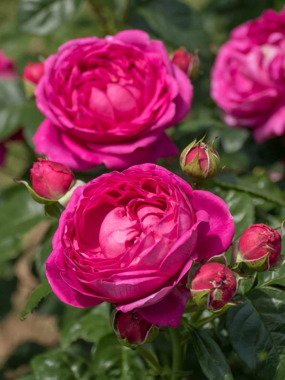 A close-up image of vibrant magenta hybrid tea roses with deep green foliage.