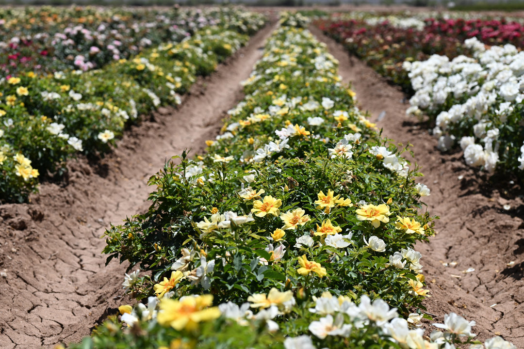 Canary Babylon Eyes™