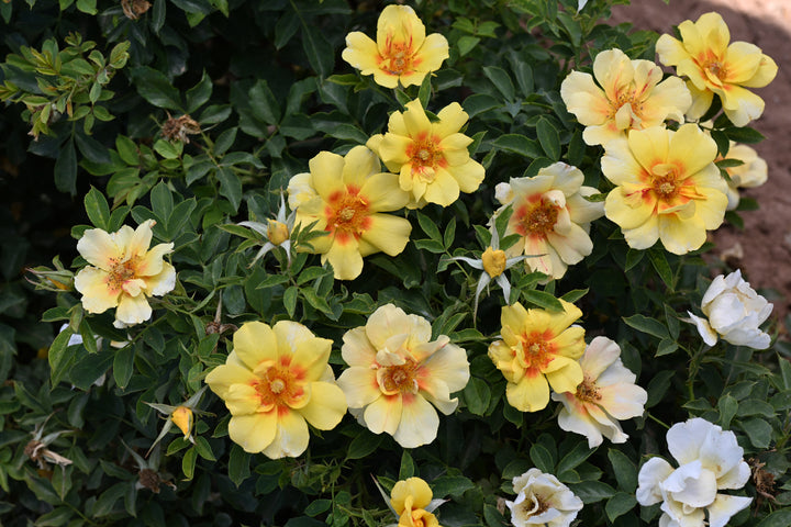 Canary Babylon Eyes™