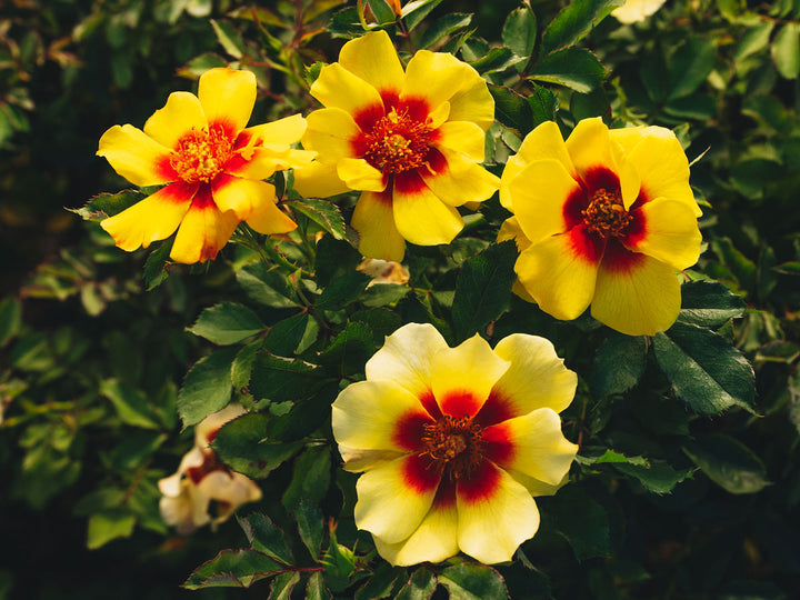 Canary Babylon Eyes™