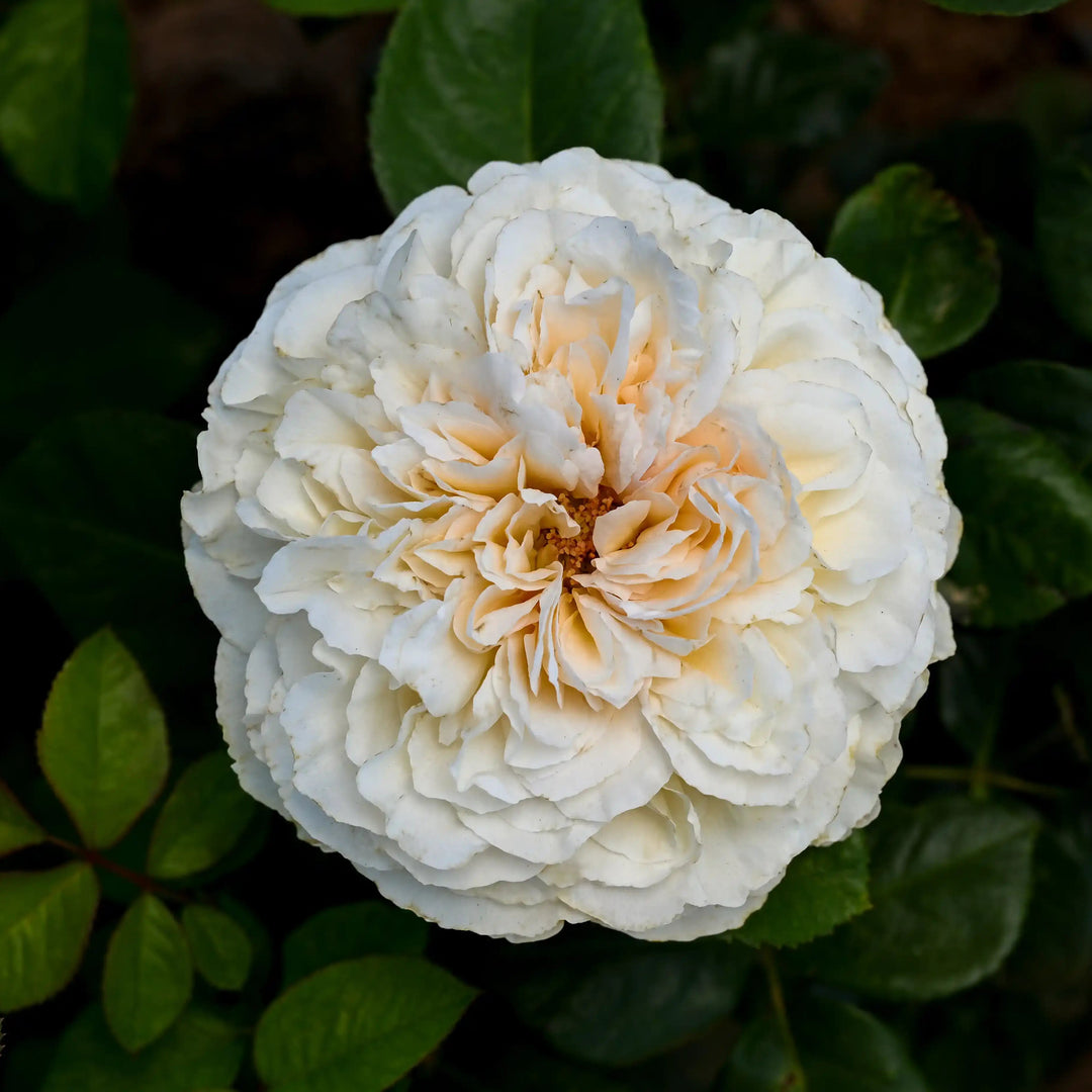 Juliana Set Roses Juliana's Heart™ – April & Ashley