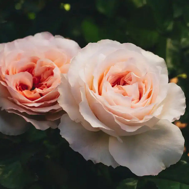 Juliana Set Roses Juliana's Heart™ – April & Ashley