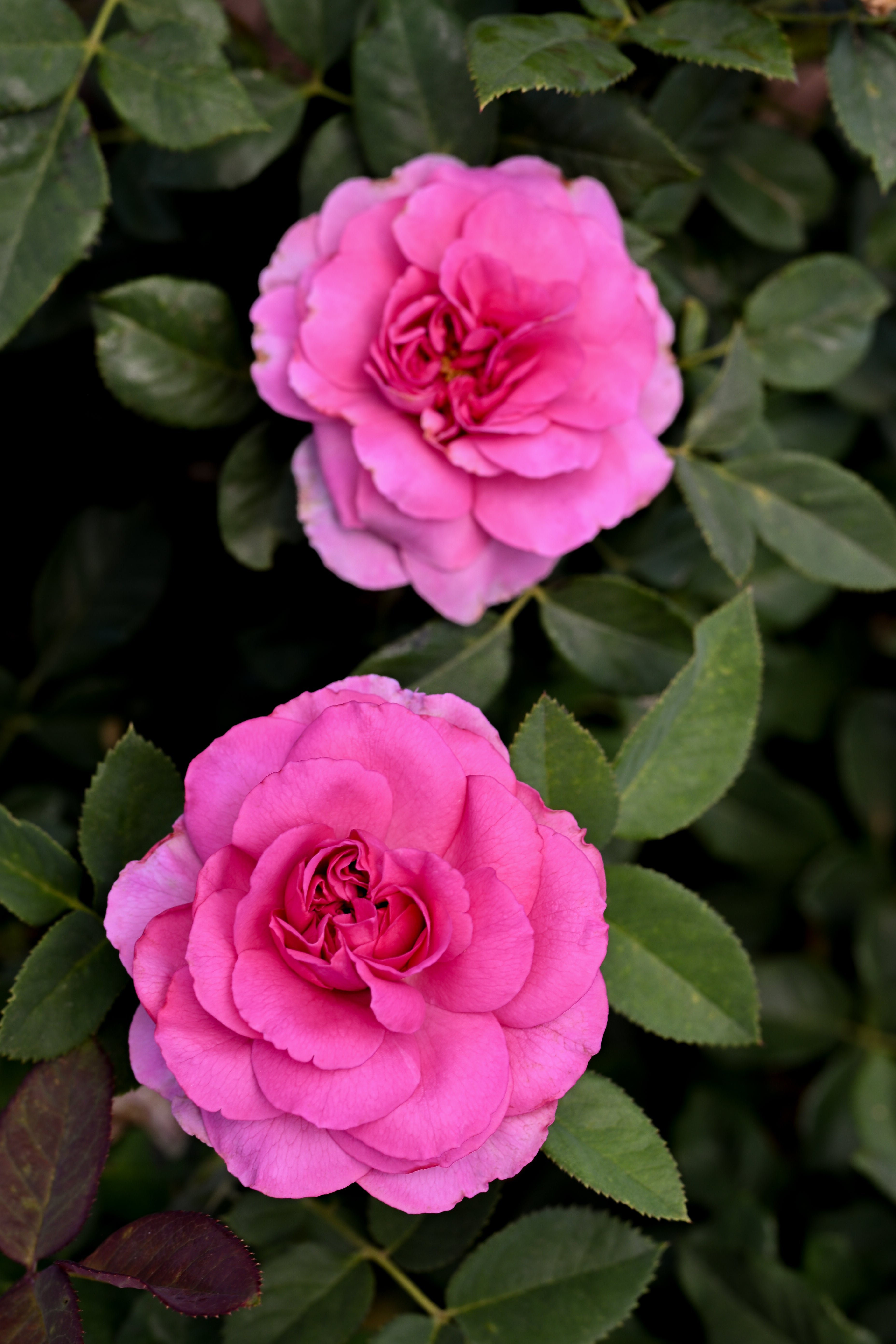 2026 Rose Bush Catalog – Page 3 – April & Ashley