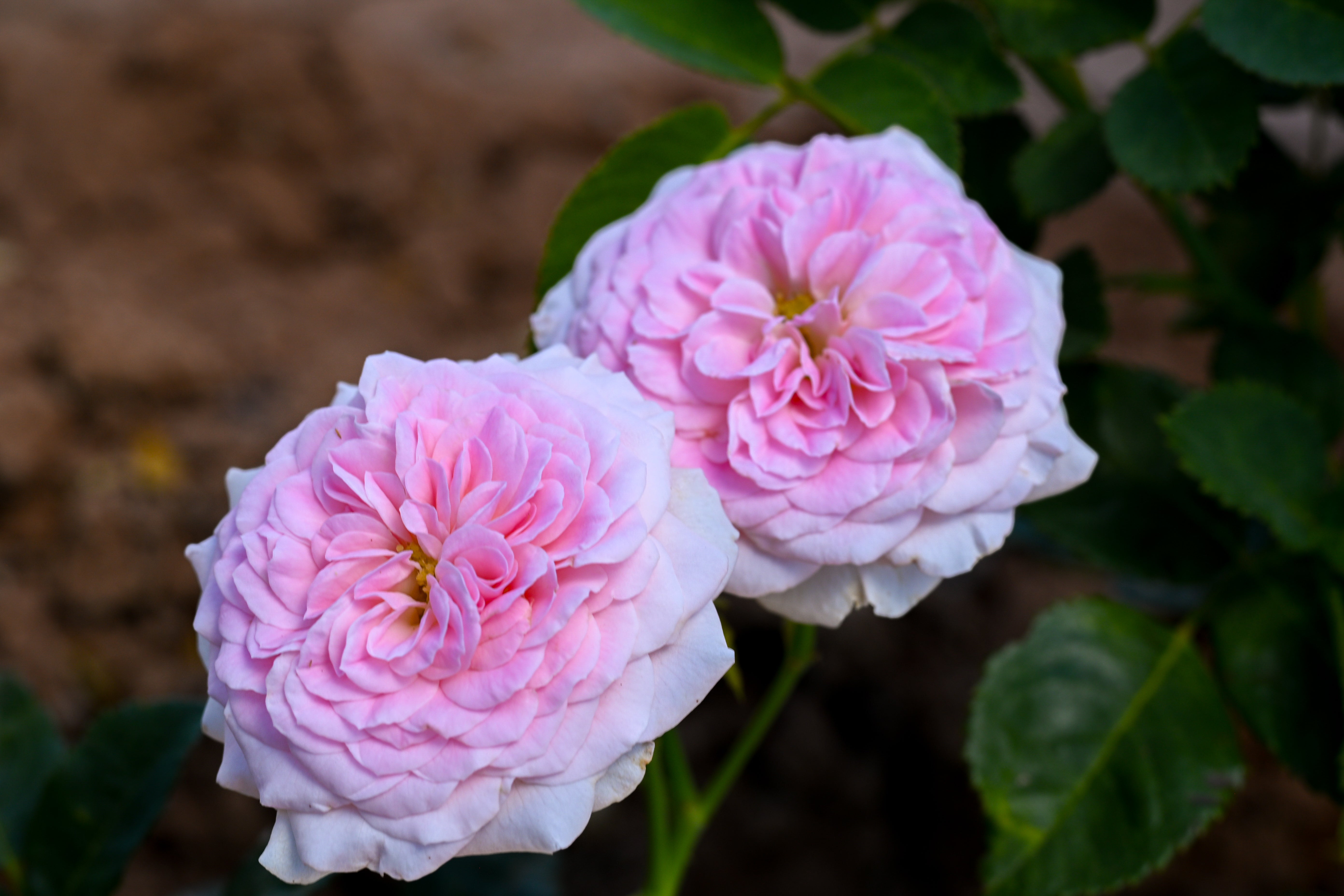 2026 Rose Bush Catalog – Page 3 – April & Ashley