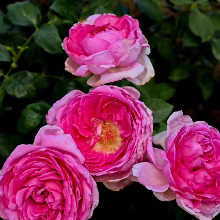 American Fresh Roses Farm-Fresh Roses Straight to Your Door | April & Ashley