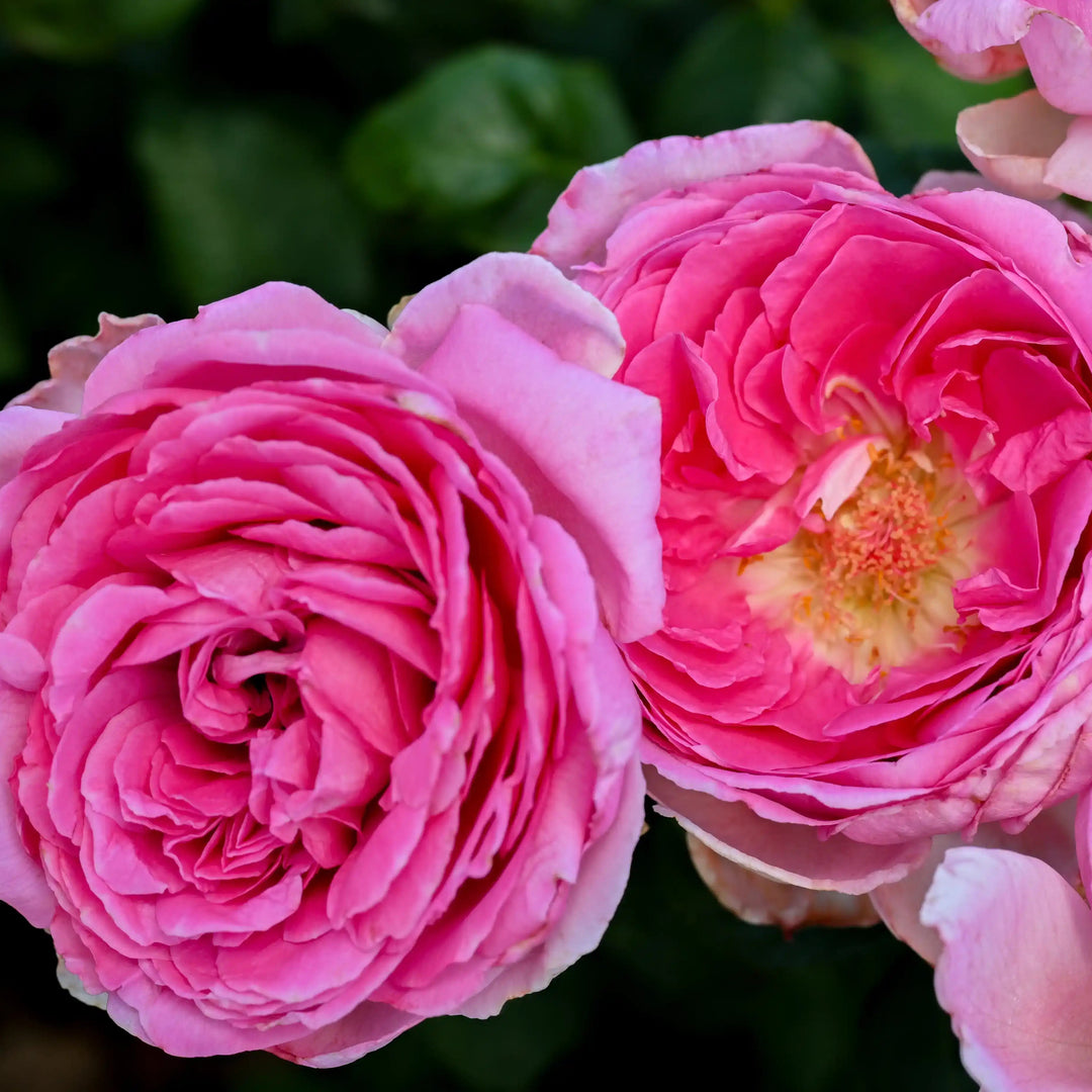 Pink Roses Avril The Artist's Light™ – April & Ashley