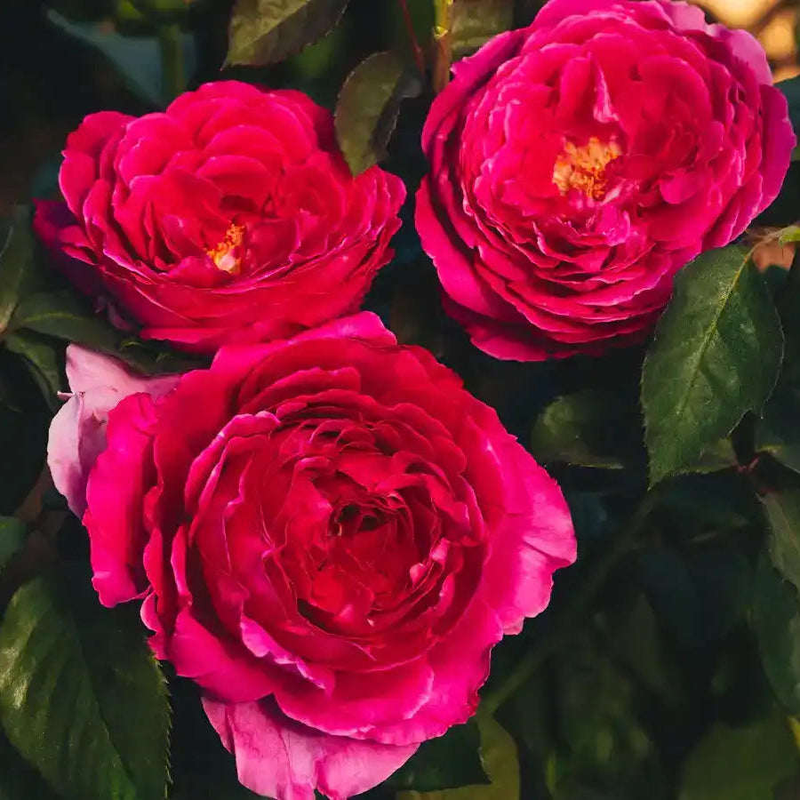 American Fresh Roses Farm-Fresh Roses Straight to Your Door | April & Ashley