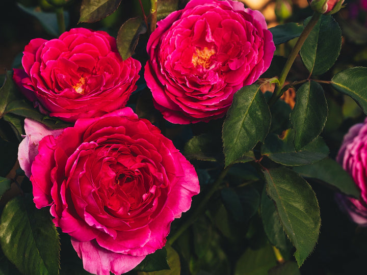 The Artist's Light™