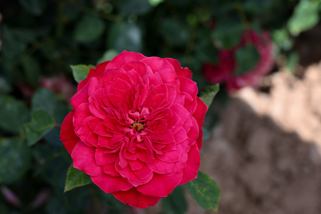 Bloom of Balmoral
