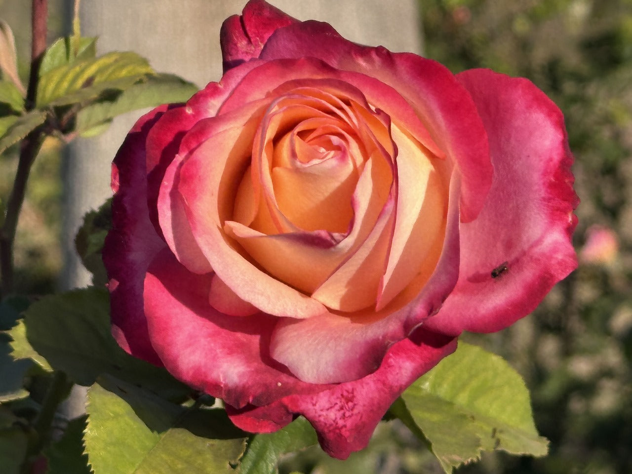 ROSE BUD 2017 PRE SPRING カタログ　森星 ROSE BUD 2017 PRE SPRING カタログ 森星 Sweet Drift® - Star