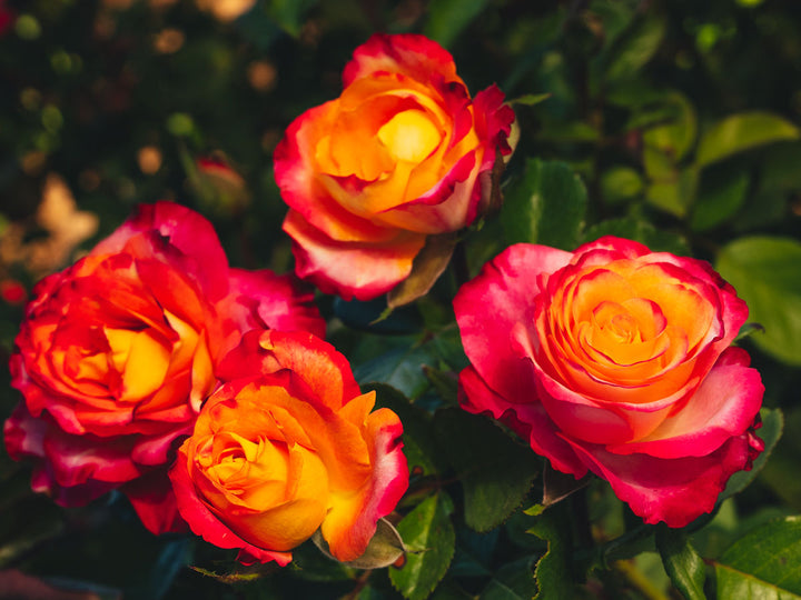 Beauty From Within™