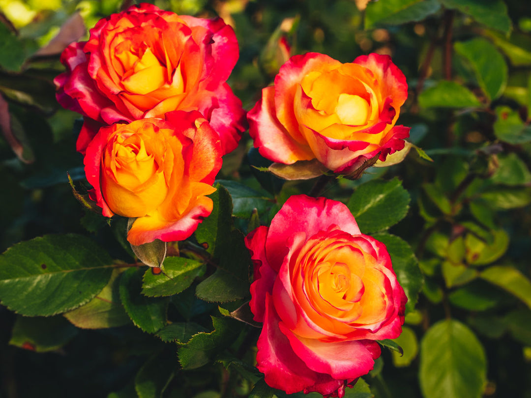 Beauty From Within™