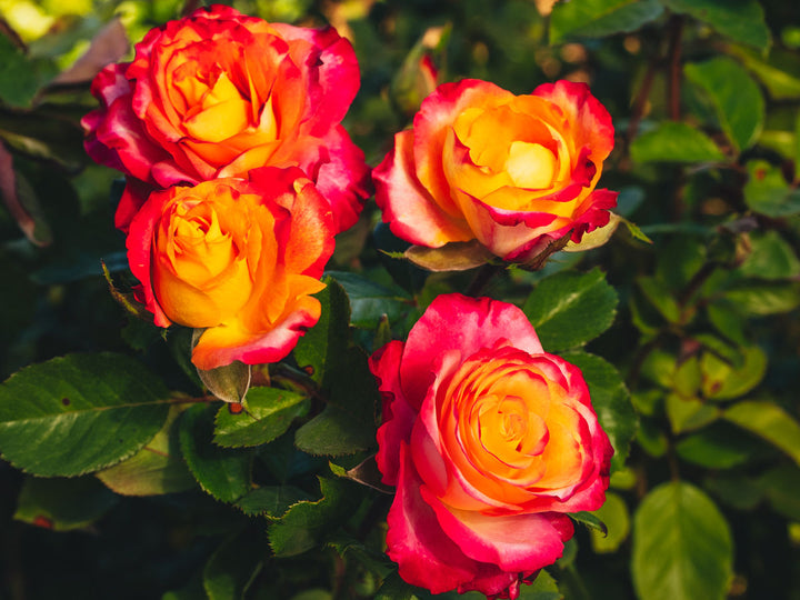 Beauty From Within™