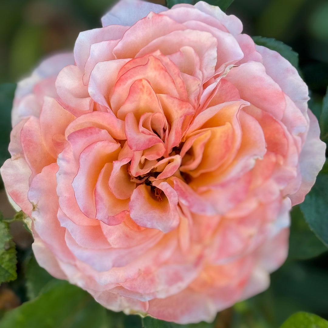 Close up of peach bloom