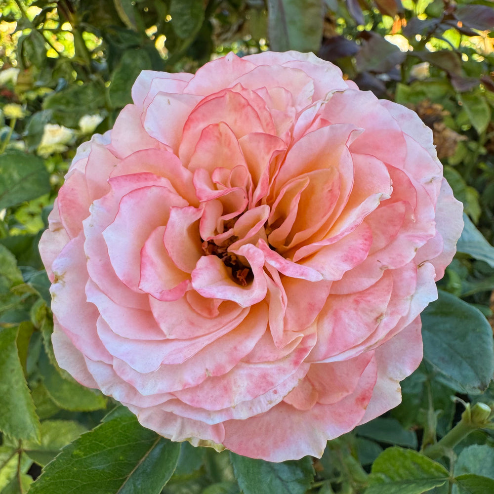 Close-up of a pink rose with green leaves in the background