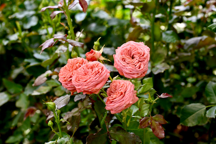 Bella Trendsetter™