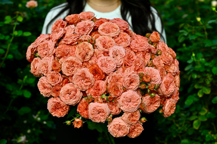 Bella Trendsetter™