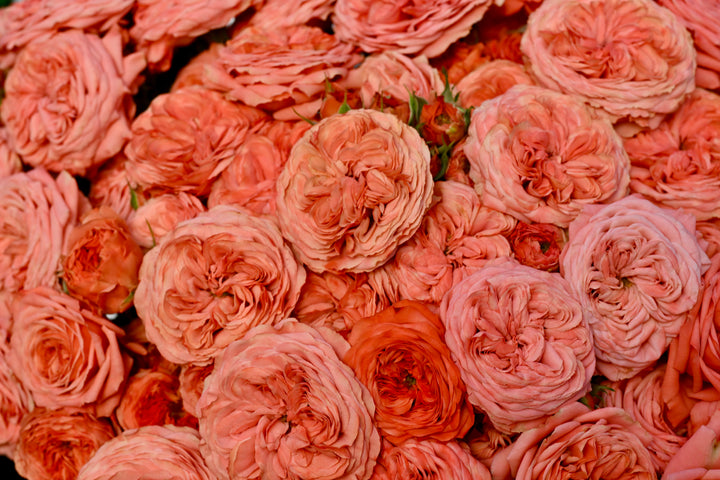 Bella Trendsetter™