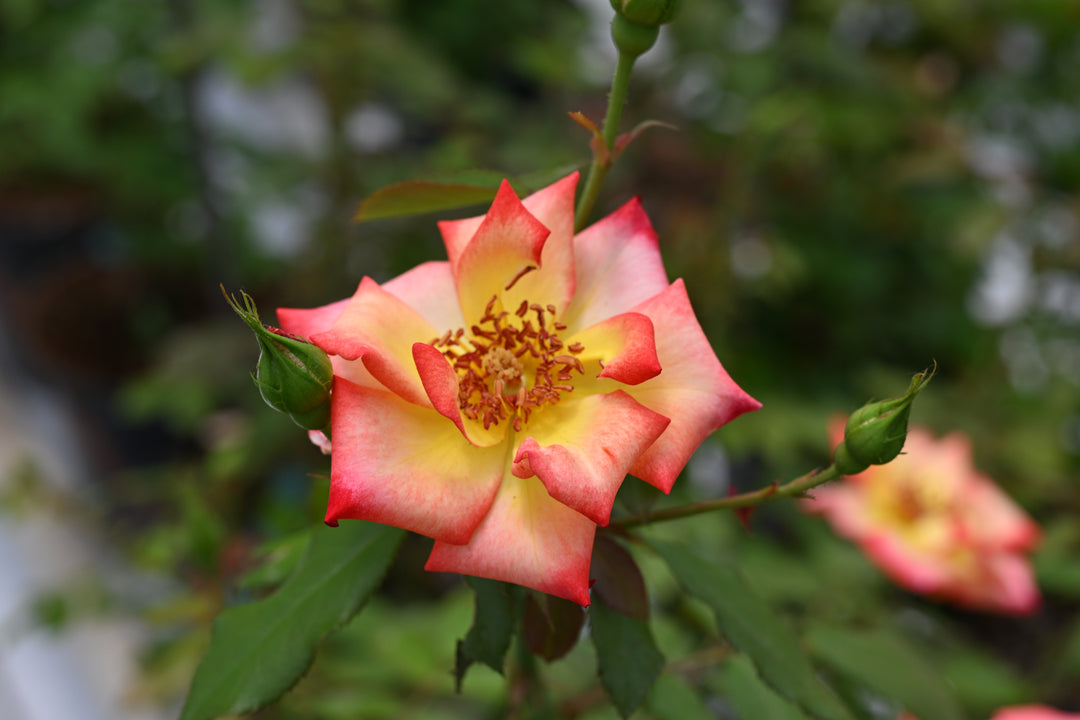 Close-up of a pink rose with green leaves on a blurred natural background