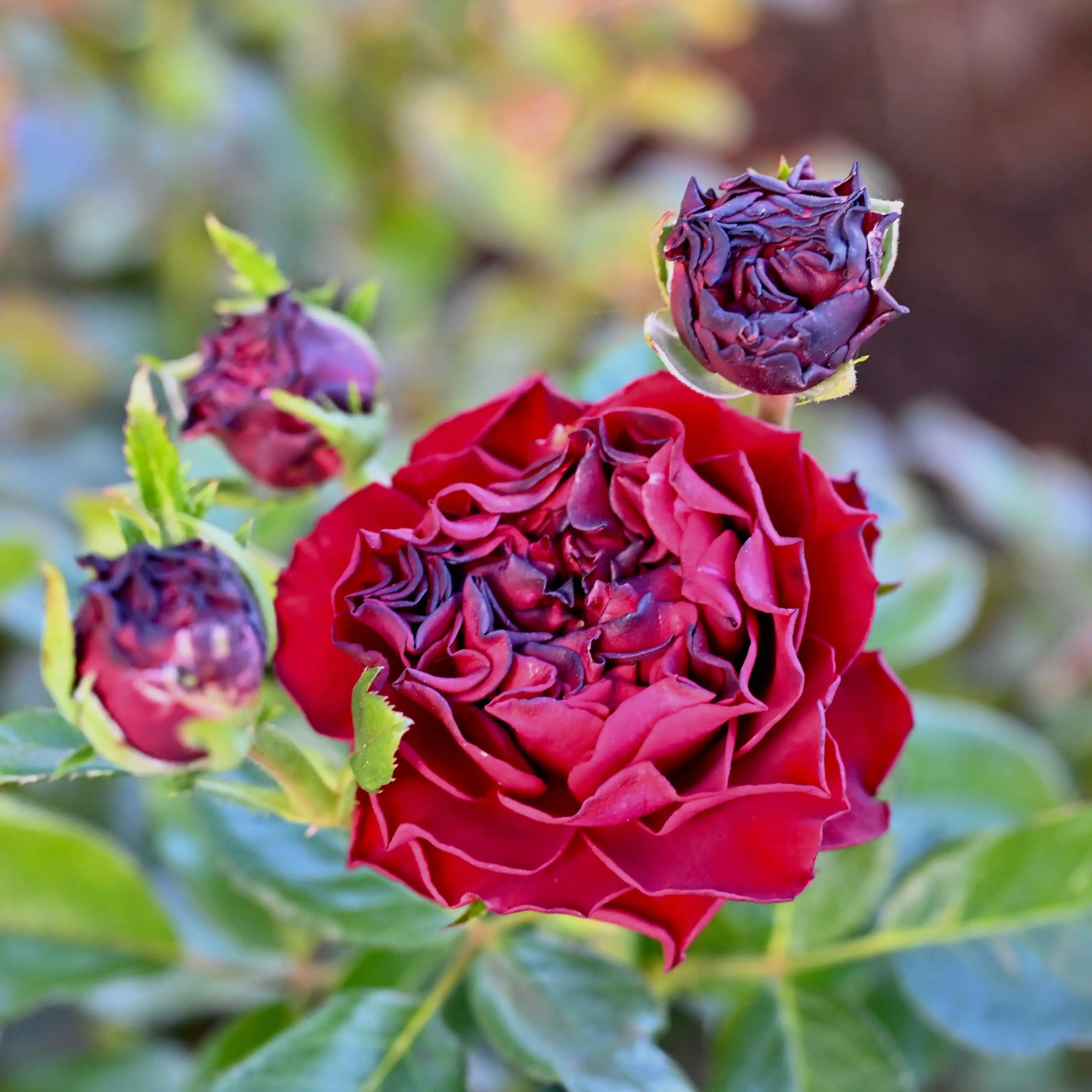 Black Velvet™ Deep Red Rose | April & Ashley