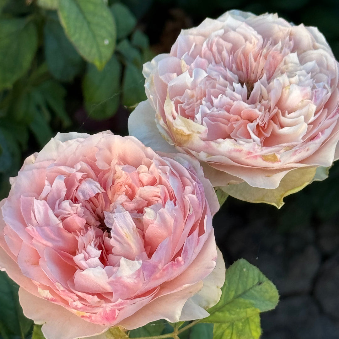 Two Blooms of Bloomsbury