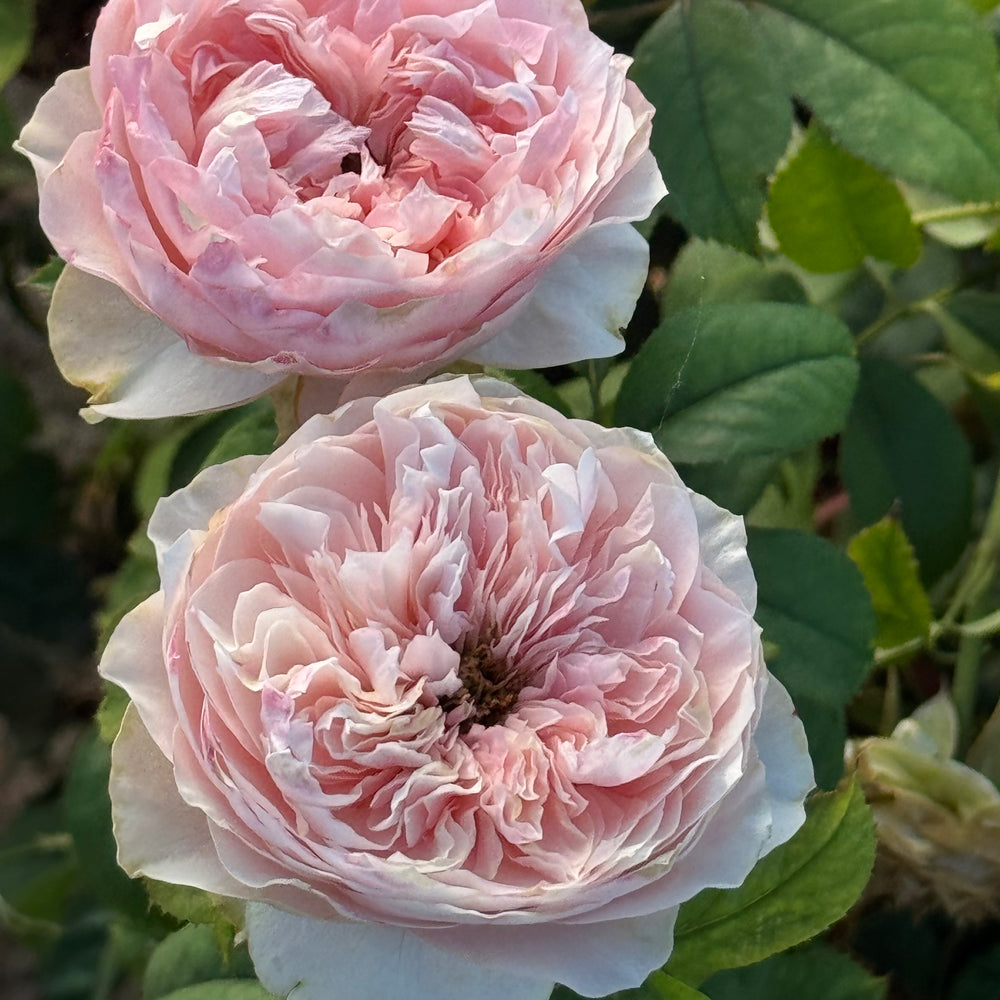 Two pink roses with green leaves in the background