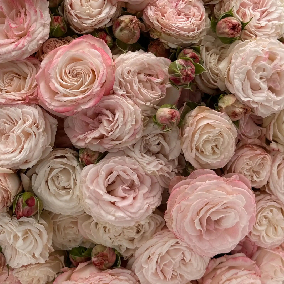 Bombaster Roses Bombastic™ Blush Pink Rose | April & Ashley