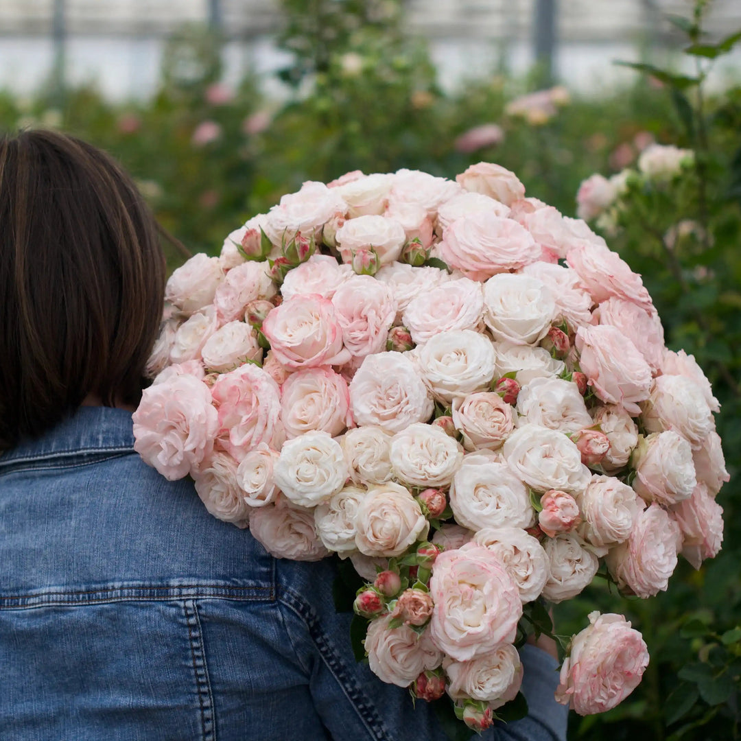 spray roses vs garden roses Bombastic™ Blush Pink Rose