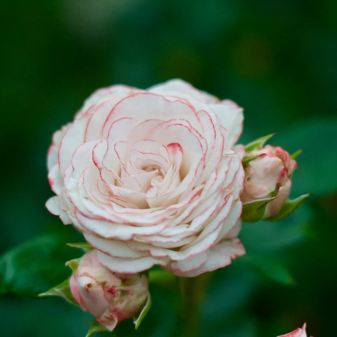 Dima Bombastic Bombastic™ Blush Pink Rose | April & Ashley