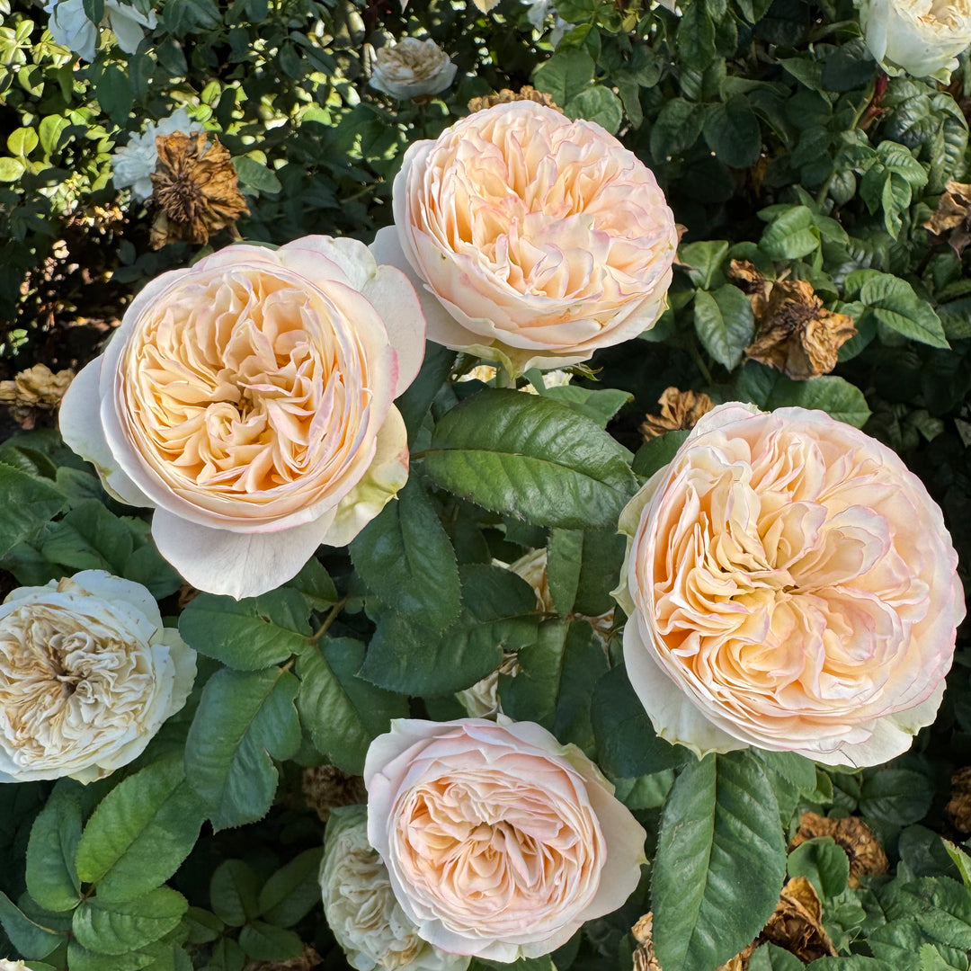 Close-up of pink roses with green leaves in a garden setting