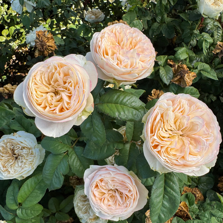 Close-up of pink roses with green leaves in a garden setting