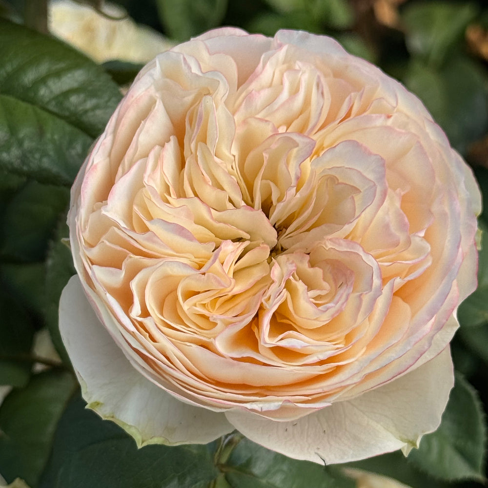 Close-up of a pink rose with green leaves in the background